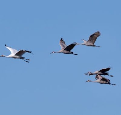 期货交易的本质是认知与执行，思维差异的不同导致不同的结果